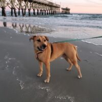 Spunky Dog on beach